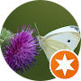 Review Albert Bachofner